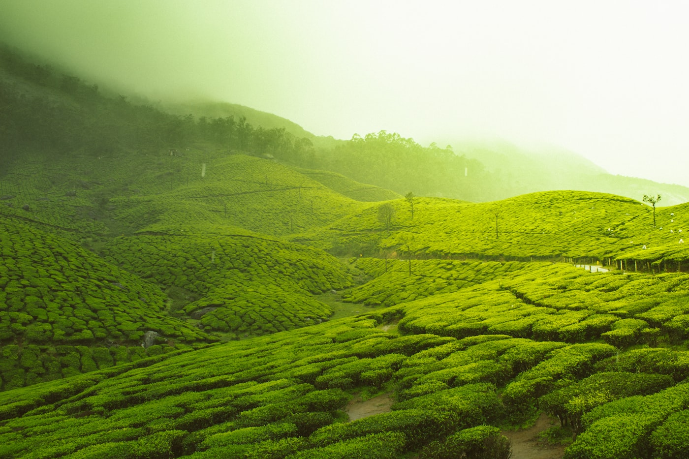 Tea plantation in the hills