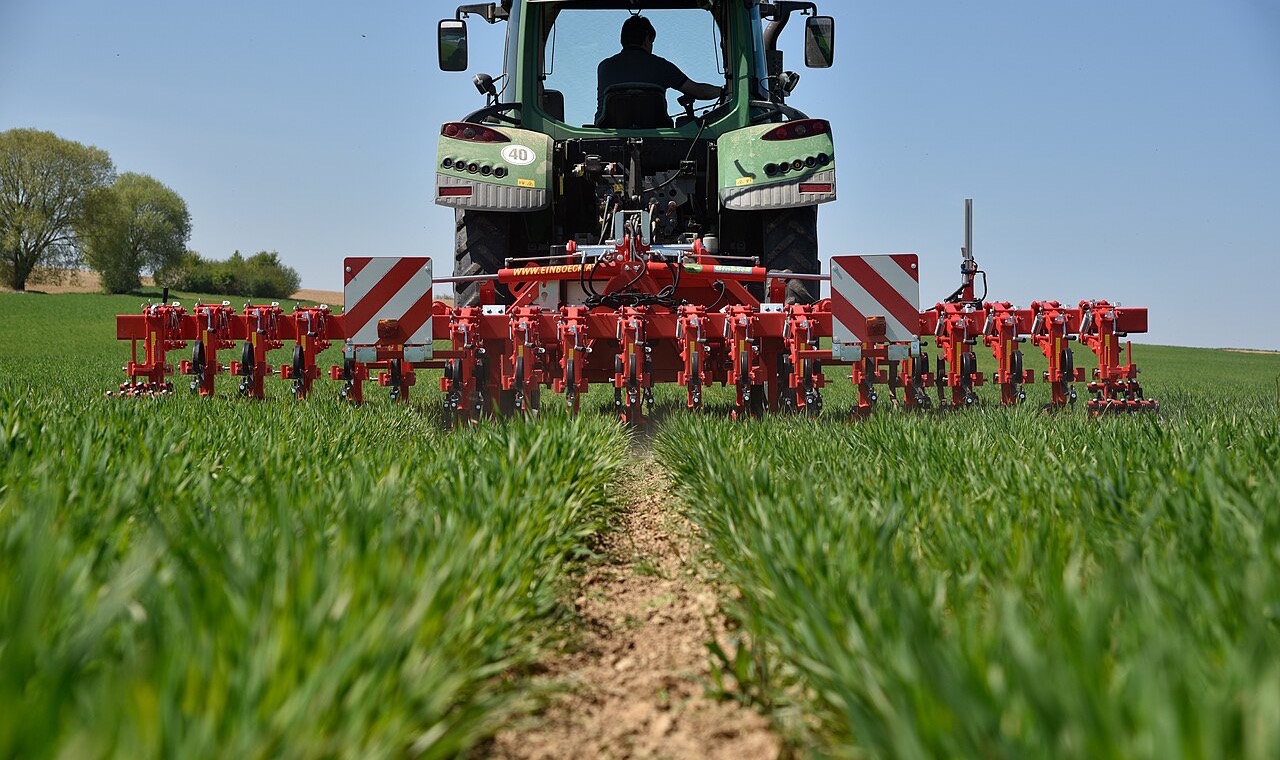 Tractor-mounted inter-row weeder working a green crop